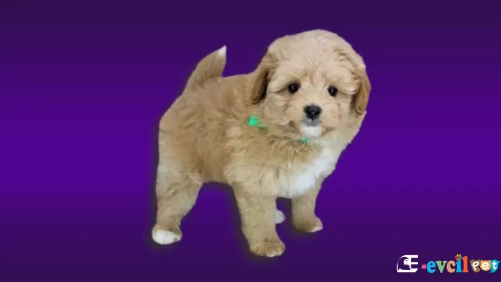 Pomapoo Köpek cinsi