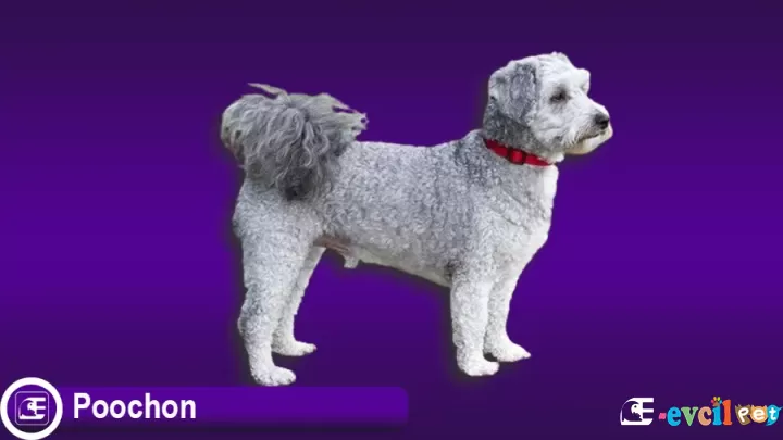 Poochon Köpek Cinsi