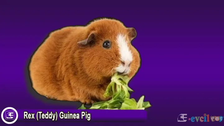 Rex (Teddy) Guinea Pig Bakımı: Kapsamlı Rehber