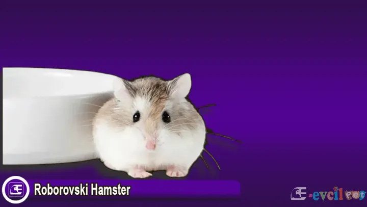 Roborovski Hamster Özellikleri ve Bakım Kılavuzu