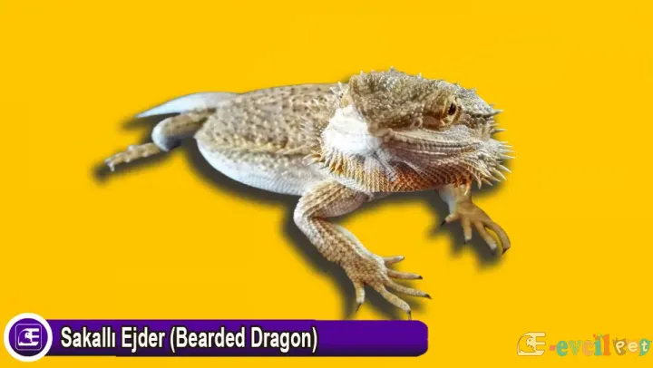 Sakallı Ejder (Bearded Dragon)