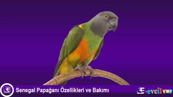 Senegal Papağanı (Poicephalus Senegalus)