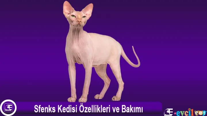 Sfenks  (Sphynx)
