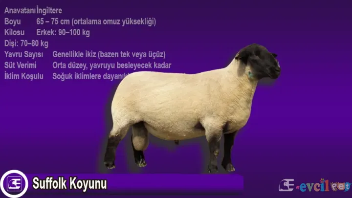 Suffolk Koyunu