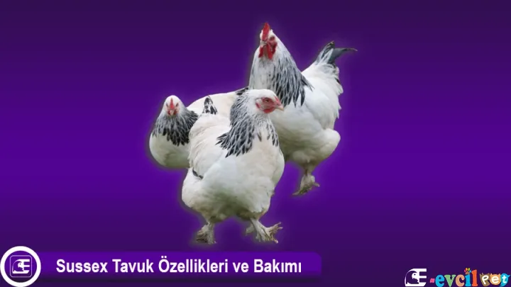 Sussex Tavuk