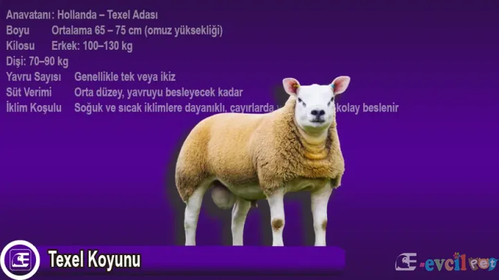 Texel Koyunu