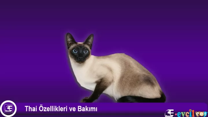 Thai Özellikleri ve Bakımı