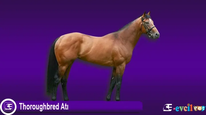 Thoroughbred Atı