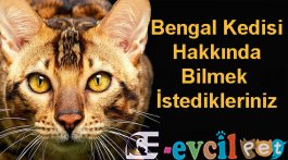 Bengal Kedisi Özellikleri ve Bakımı