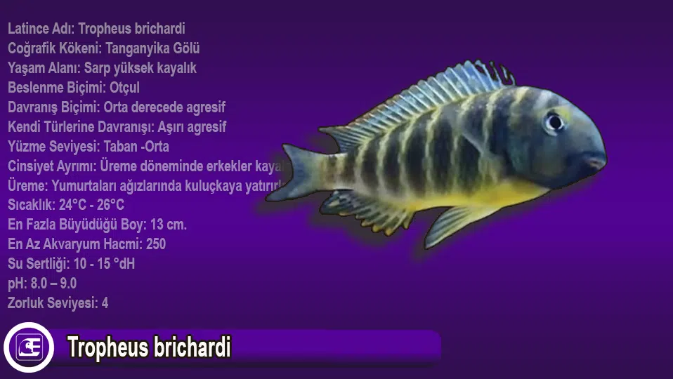 Tropheus brichardi
