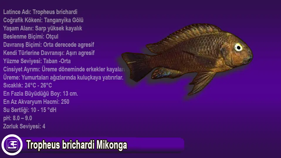 Tropheus brichardi Mikonga