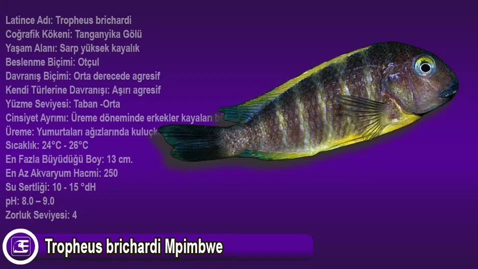 Tropheus brichardi Mpimbwe
