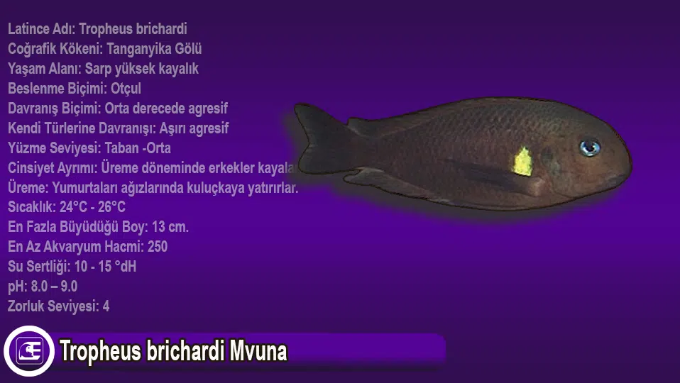 Tropheus brichardi Mvuna