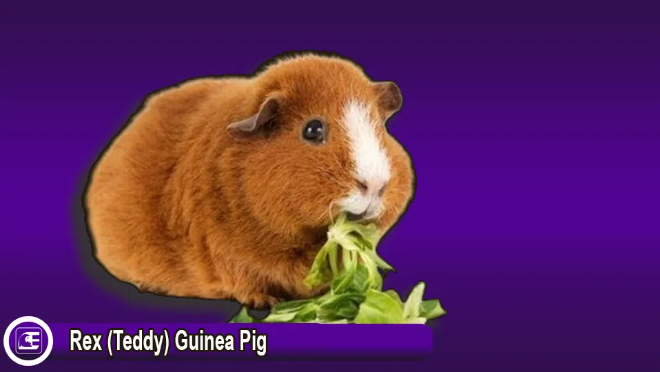 Rex (Teddy) Guinea Pig
