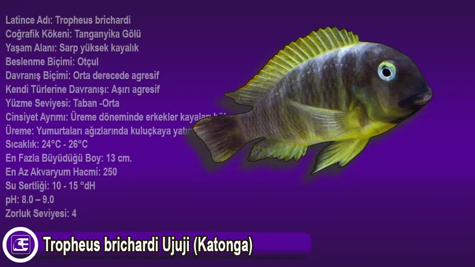 Tropheus brichardi Ujuji (Katonga)