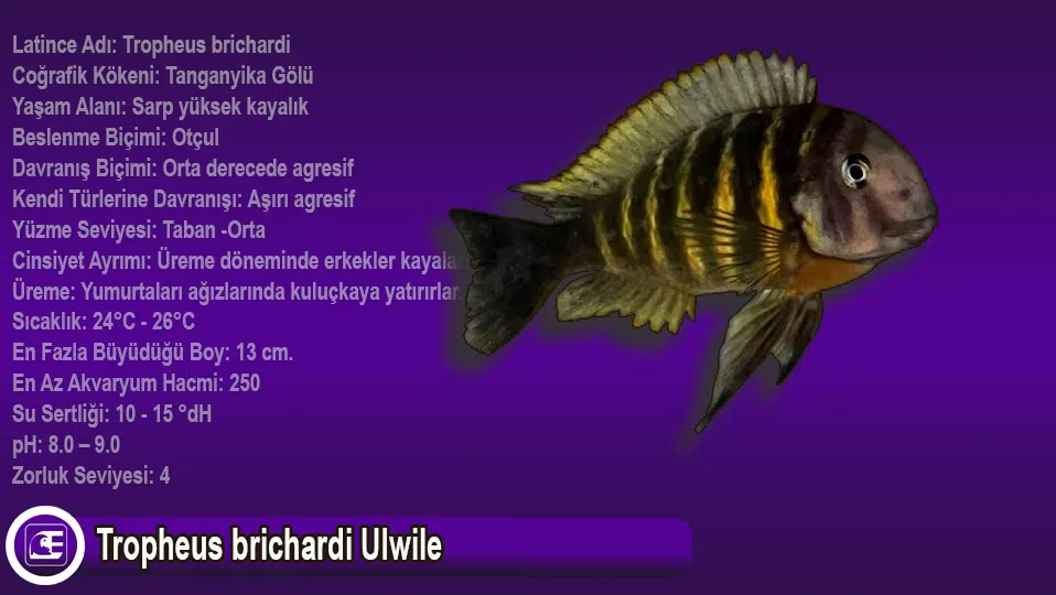 Tropheus brichardi Ulwile