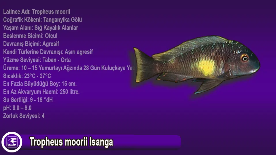 Tropheus Moorii Isanga