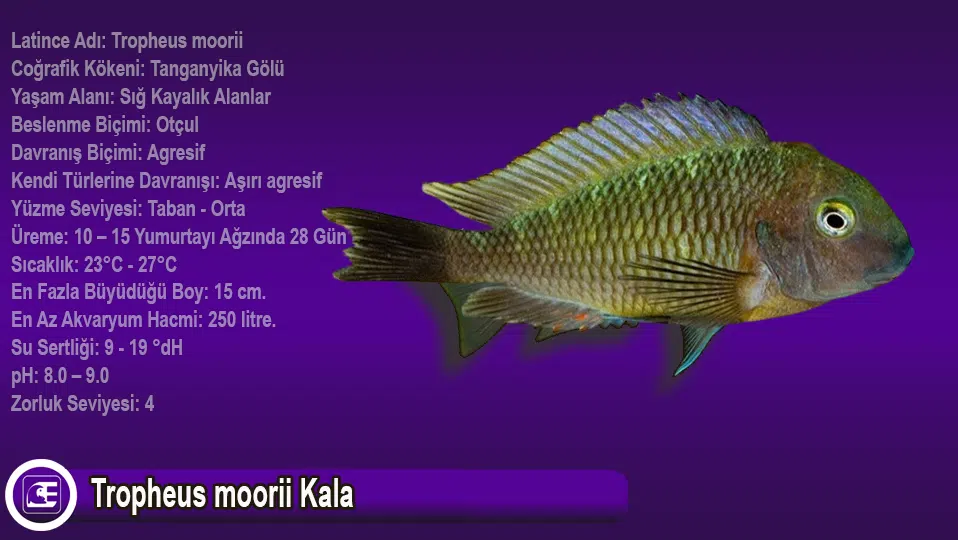 Tropheus Moorii Kala