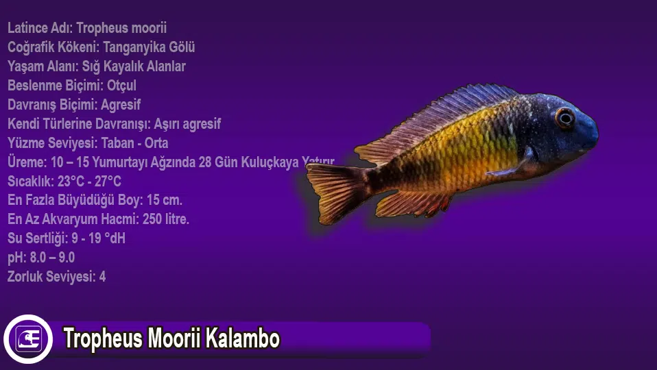 Tropheus Moorii Kalambo