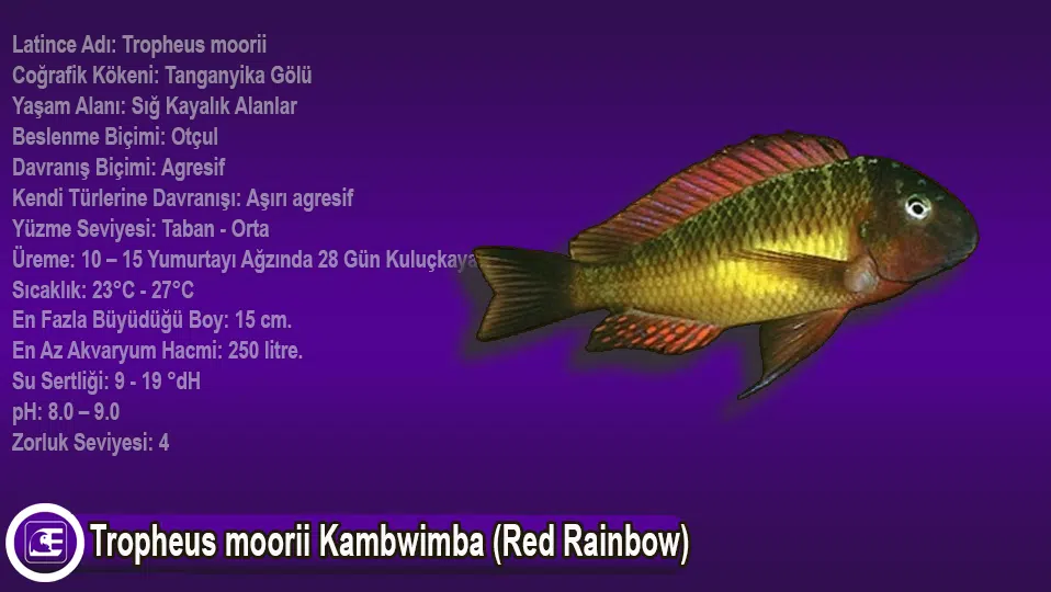 Tropheus Moorii Kambwimba