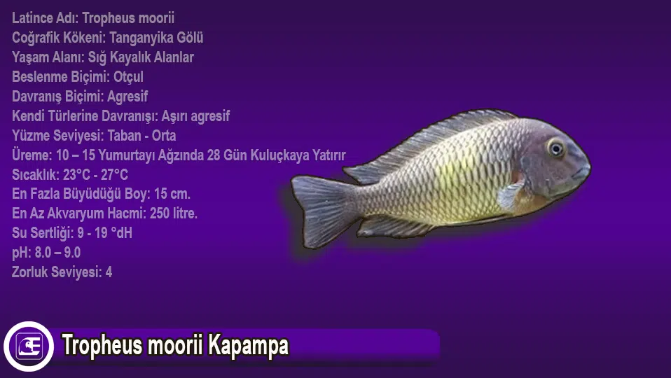 Tropheus Moorii Kapampa
