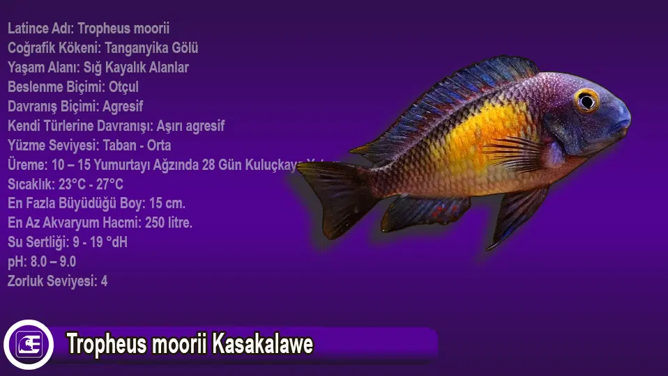 Tropheus Moorii Kasakalawe