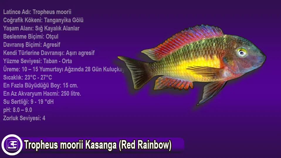 Tropheus moorii Kasanga (Red Rainbow)