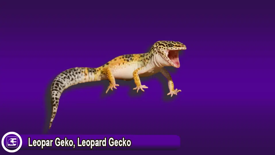 Leopar Geko / Leopard Gecko
