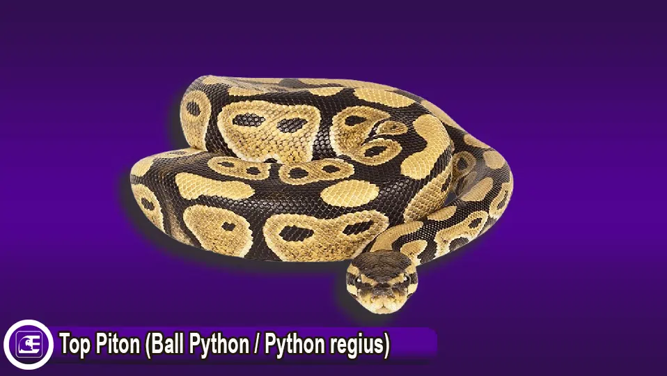 Top Piton (Ball Python / Python regius)