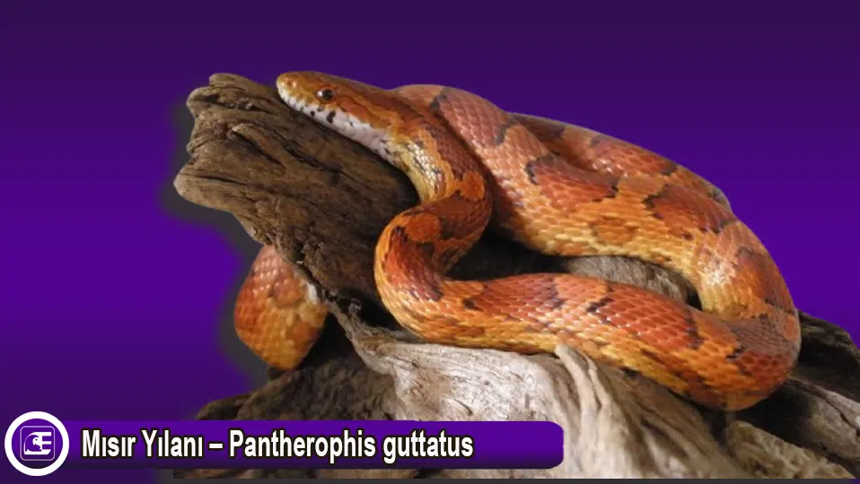 Mısır Yılanı – Pantherophis guttatus
