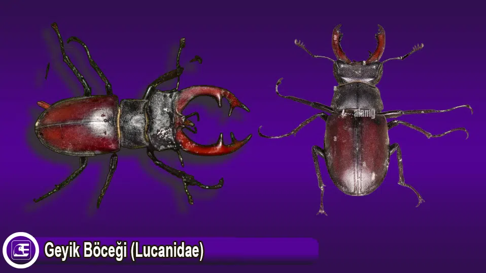 Geyik Böceği (Lucanidae)