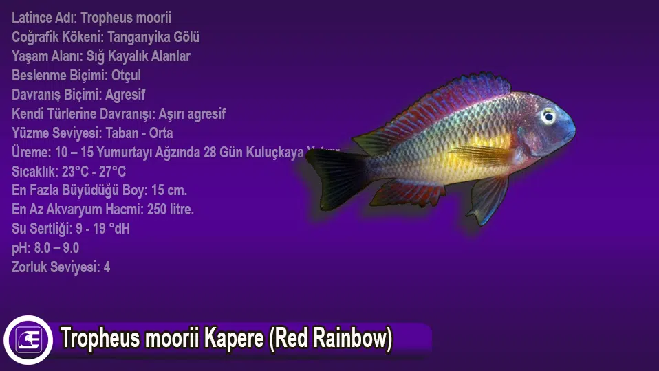Tropheus moorii Kapere (Red Rainbow)