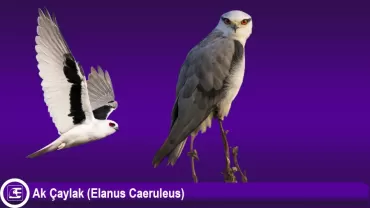 Ak Çaylak (Elanus Caeruleus)