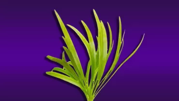 Vallisneria (Saz Bitkisi)