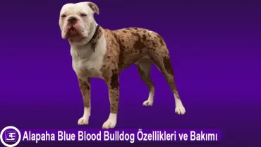 Alapaha Blue Blood Bulldog