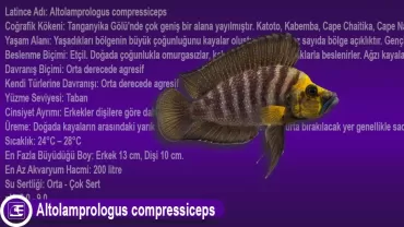 Altolamprologus compressiceps