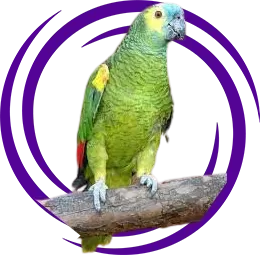 Amazon Papağanı (Amazona)