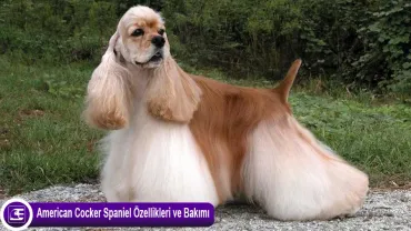 American Cocker Spaniel