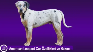 American Leopard Hound<br> (American Leopard Cur)