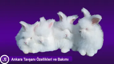 Ankara Tavşanı (Angora)