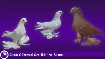 Ankut Güvercini
