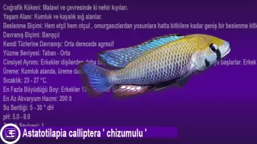 Astatotilapia Calliptera 'Chizumulu'