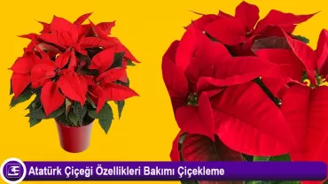 Atatürk Çiçeği (Ponsetya)