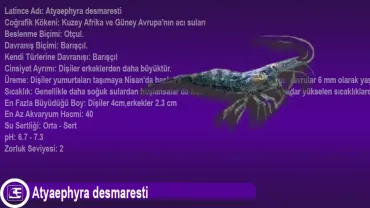 Atyaephyra desmaresti