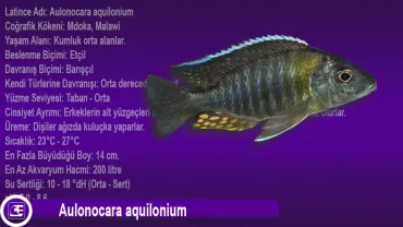 Aulonocara aquilonium