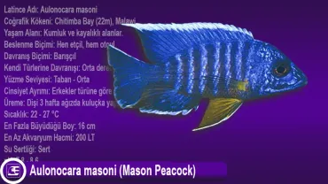 Aulonocara masoni (Mason Peacock)
