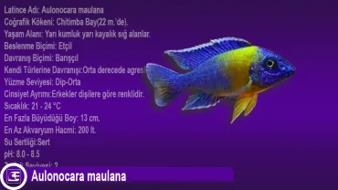 Aulonocara maulana
