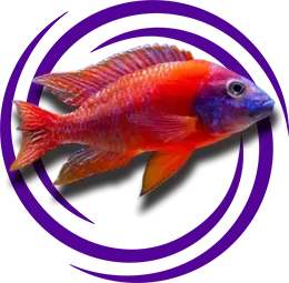 Aulonocara sp. Red Rubescens Resmi