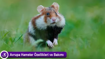 Avrupa Hamster (Cricetus cricetus)