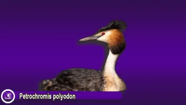 Bahri (Podiceps cristatus)